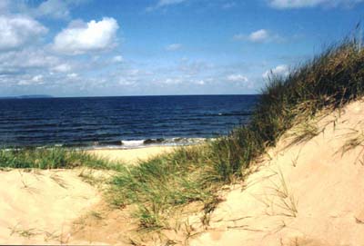 Stranden_klitter.JPG (22201 bytes)
